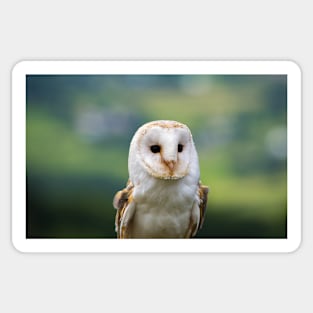 Barn Owl Sticker